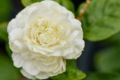 Bees Plant Hub Arabian Jasmine / Gundu Malli (Jasminum sambac) Highly Fragrant Flowering Live Plant