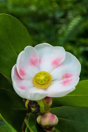 Bees Plant Hub Autograph (Clusia rosea) Flowering Live Plant