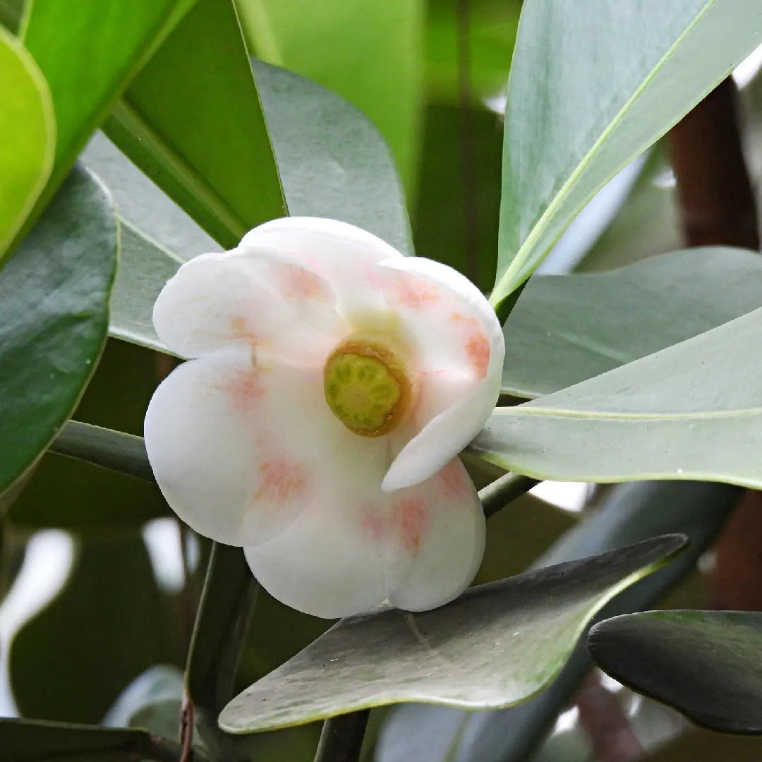 Bees Plant Hub Autograph (Clusia rosea) Flowering Live Plant