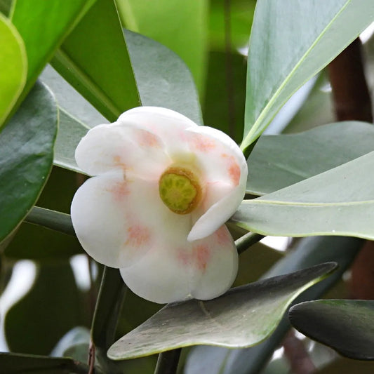 Bees Plant Hub Autograph (Clusia rosea) Flowering Live Plant