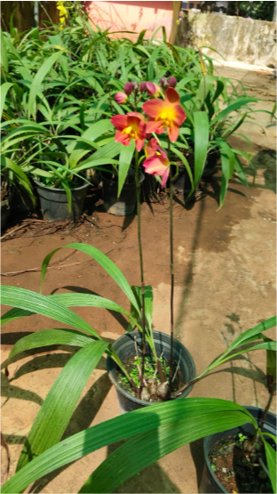 Bees Plant Hub Spathoglottis plicata Red Ground Orchid