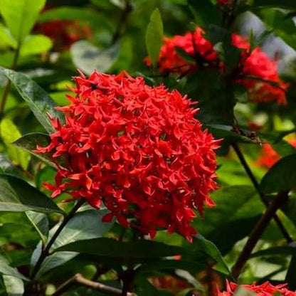 Bees Plant Hub Bhadrakali Thetti (Ixora coccinea) All Time Flowering Live Plant