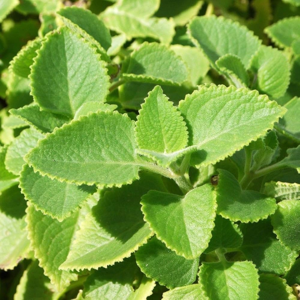 Bees Plant Hub Indian Oregano (Coleus amboinicus) Medicinal Live Plant