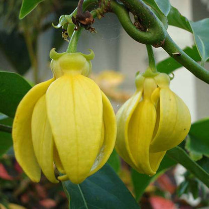 Bees Plant Hub Manoranjitham (Artabotrys hexapetalus) Hari Champa Layered Live Plant