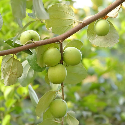 Bees Plant Hub Ber Apple Green Live Plant (Ziziphus Mauritiana)