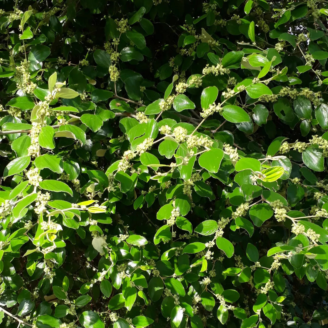Bees Plant Hub Ber Apple Green Live Plant (Ziziphus Mauritiana)