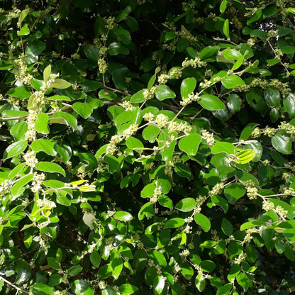 Bees Plant Hub Ber Apple Green Live Plant (Ziziphus Mauritiana)