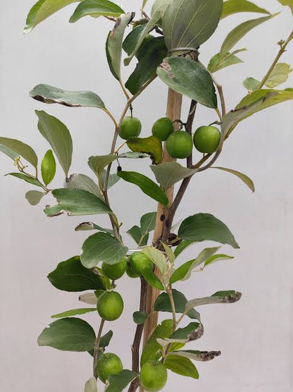 Bees Plant Hub Ber Apple Green Live Plant (Ziziphus Mauritiana)