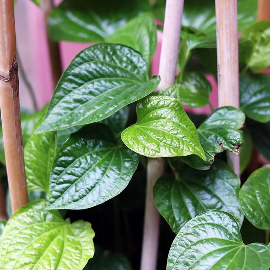 Bees Plant Hub Betal Leaf (Krishna Vetila) Live Plant