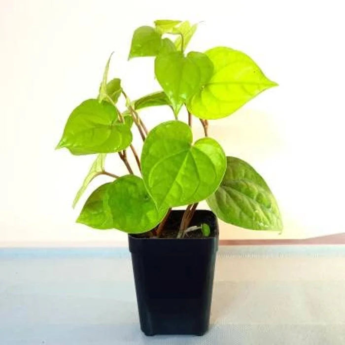Bees Plant Hub Betal Leaf (Krishna Vetila) Live Plant
