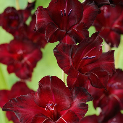 Bees Plant Hub Gladiolus Black Star Flowering Live Plant