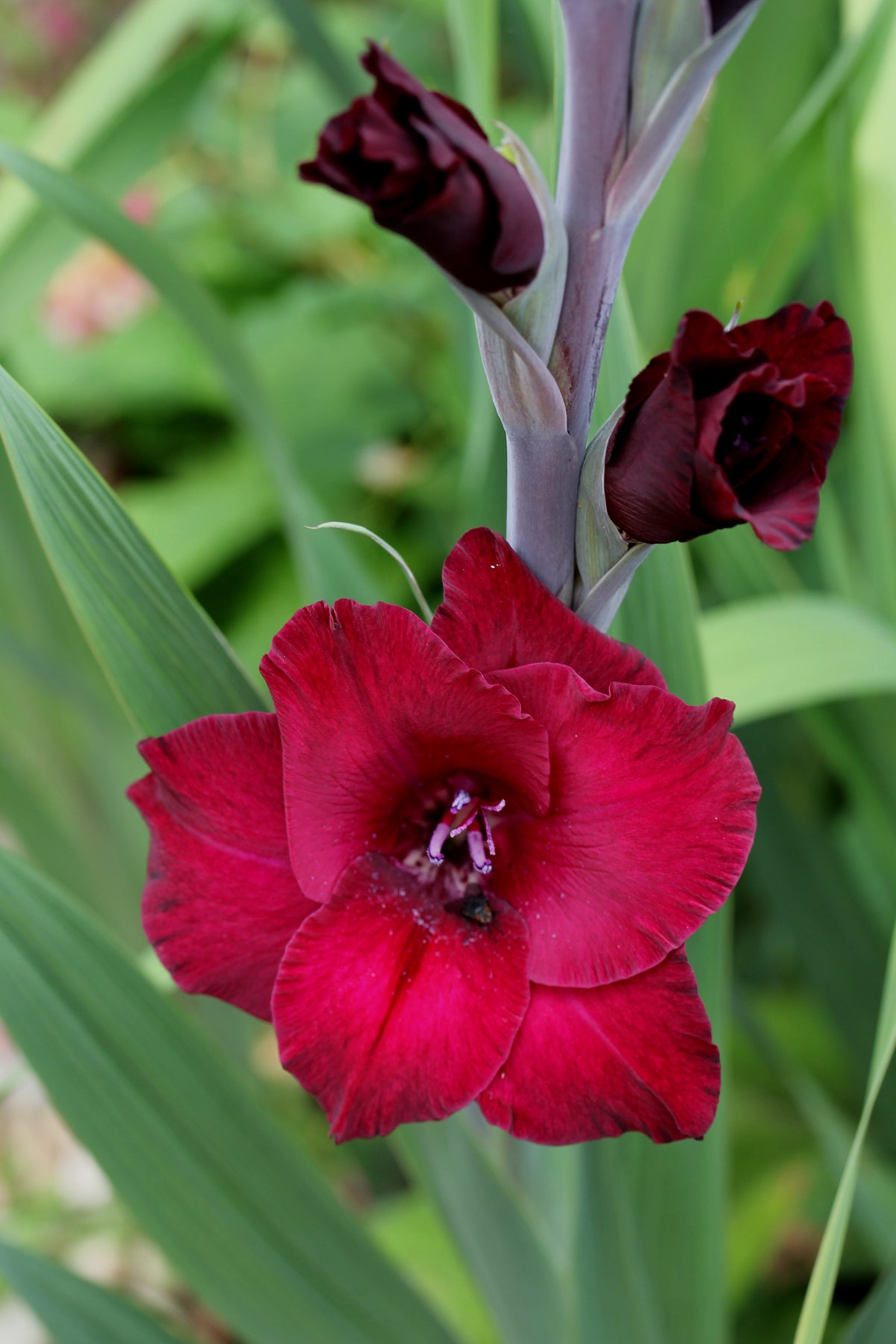 Bees Plant Hub Gladiolus Black Star Flowering Live Plant