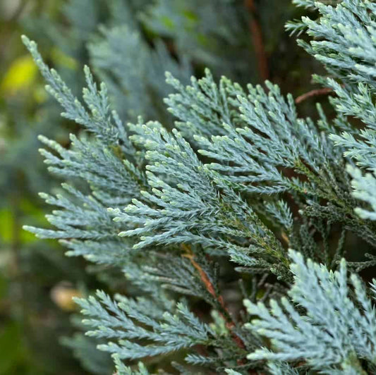 Bees Plant Hub Blue Cypress (Callitris intratropica) Ornamental Live Plant