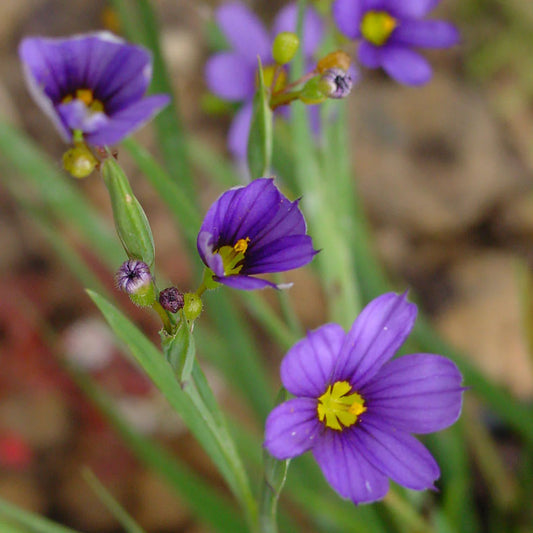 Bees Plant Hub Blue Iris/spurious Iris All Time Flowering Live Plant