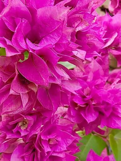 Bees Plant Hub Bougainvillea Pink Multi Petal (Paper Flower) Flowering Live Plant