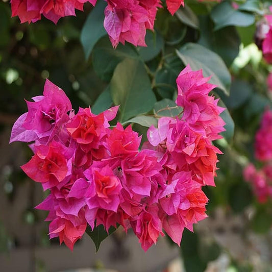 Bees Plant Hub Bougainvillea Pink Multi Petal (Paper Flower) Flowering Live Plant