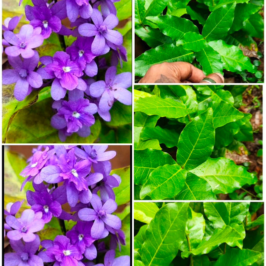 Bees Plant Hub Bush Purple Wreath, Sandpaper Rare Flowering Live Plant