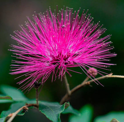 Bees Plant Hub Calliandra Dixie Pink (Calliandra Emarginata) All Time Flowering Live Plant