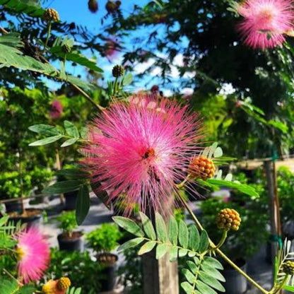 Bees Plant Hub Calliandra Dixie Pink (Calliandra Emarginata) All Time Flowering Live Plant
