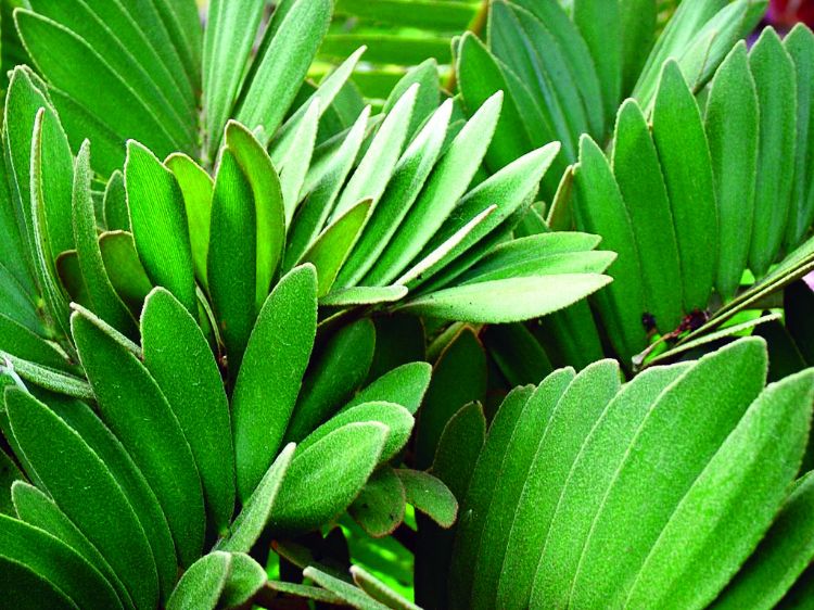 Bees Plant Hub Cardboard Palm (Zamia furfuracea) Ornamental Live Plant