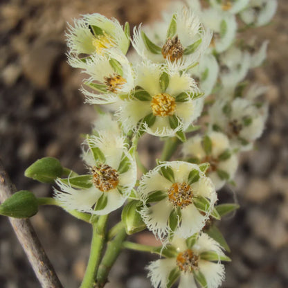 Bees Plant Hub Ceylon Olive Live Plant (Elaeocarpus Serratus)