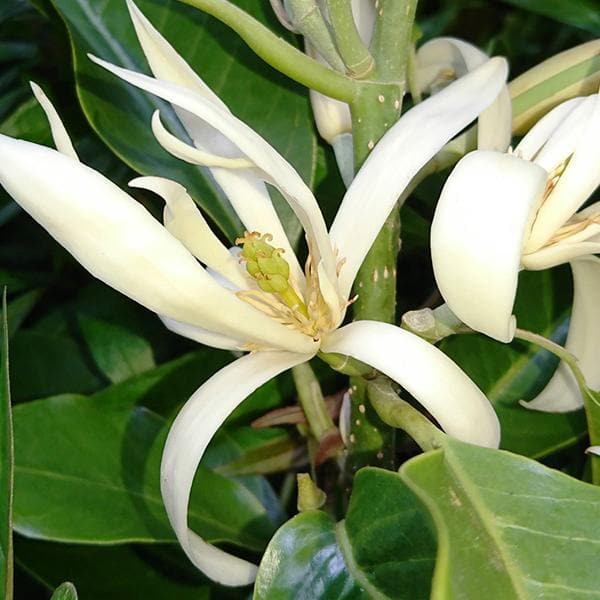 Bees Plant Hub White Champa Grafted Flowering Live Plant
