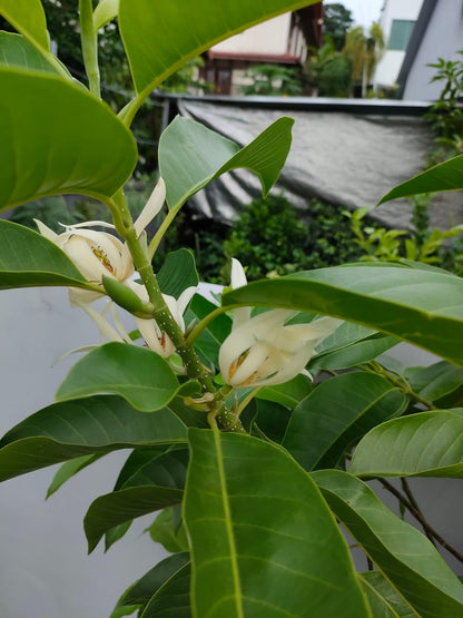 Bees Plant Hub White Champa Grafted Flowering Live Plant