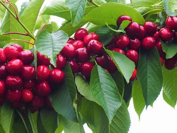 Bees Plant Hub Australian Cherry Rare Live Plant (Syzygium paniculatum)