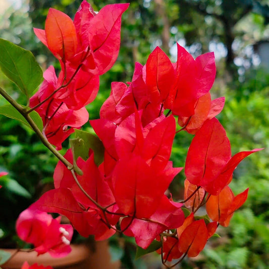 Bees Plant Hub Bougainvillea Red (Paper Flower) Flowering Live Plant