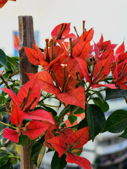 Bees Plant Hub Bougainvillea Red (Paper Flower) Flowering Live Plant