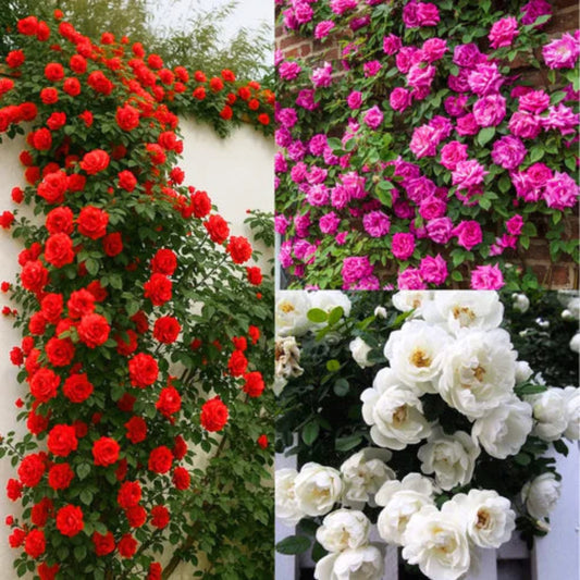 Bees Plant Hub Red, White & Pink Creeper/ Climbing Rose Combo Live Plant