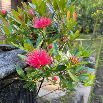 Bees Plant Hub Crimson Penda / First Love Dark Pink (Rosida) Flowering Live Plant