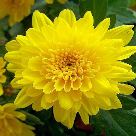 Bees Plant Hub Dwarf Yellow Chrysanthemum Flowering Live Plant - Pot with Flowers