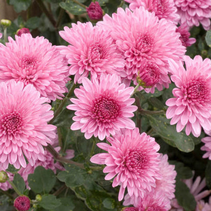 Bees Plant Hub Dwarf Light Pink Chrysanthemum Flowering Live Plant - Pot with Flowers