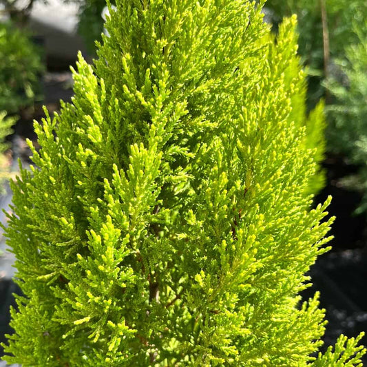 Bees Plant Hub Golden Cypress (Cupressus Macrocarpa) Ornamental Live Plant