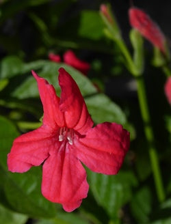 Bees Plant Hub December Flower Red All Time Flowering Live Plant