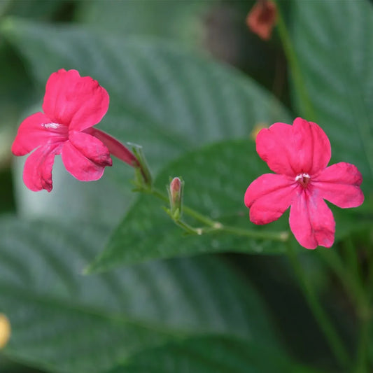 Bees Plant Hub December Flower Red All Time Flowering Live Plant