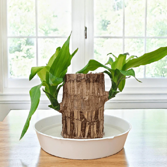 Bees Plant Hub Brazilian Driftwood (Caesalpinia echinata) Indoor Live Plant