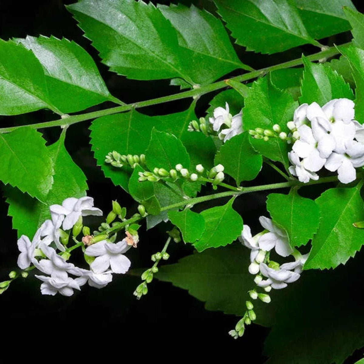 Bees Plant Hub Duranta Erecta White Flower with Green Leaves Ornamental Live Plant
