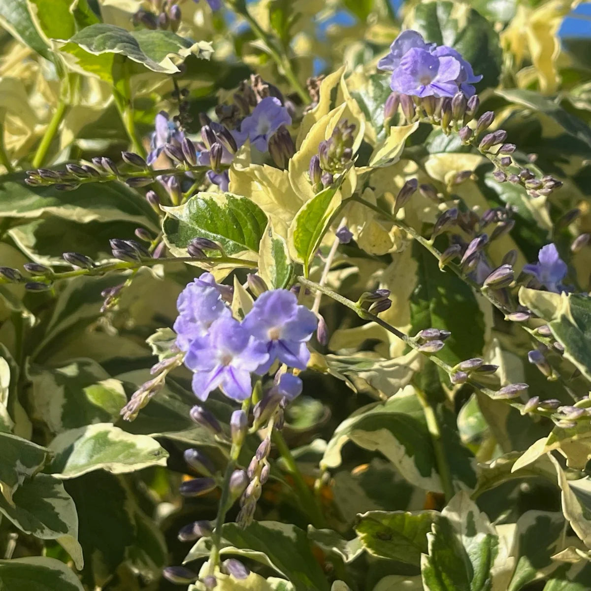 Bees Plant Hub Duranta Erecta (Variegated Sky Flower) Ornamental Live Plant