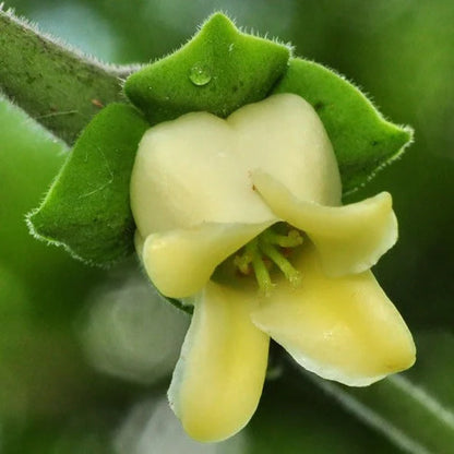 Bees Plant Hub Indian Ebony Tree (Diospyros ebenum) Highly Fragrant Flowering Live Plant