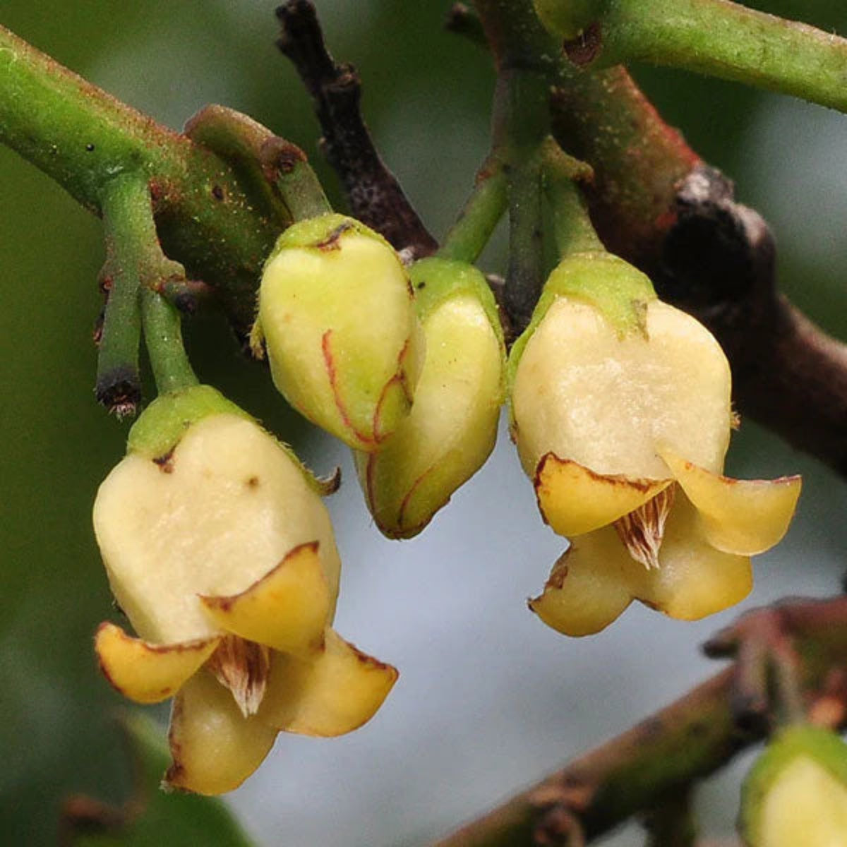 Bees Plant Hub Indian Ebony Tree (Diospyros ebenum) Highly Fragrant Flowering Live Plant