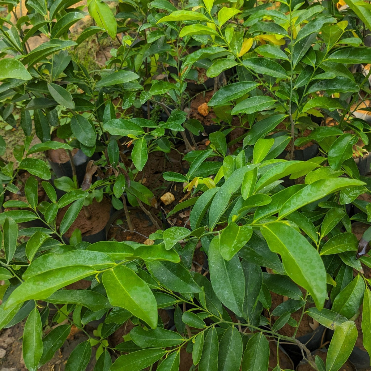 Bees Plant Hub Indian Ebony Tree (Diospyros ebenum) Highly Fragrant Flowering Live Plant
