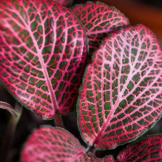 Bees Plant Hub Pink Fittonia - Nerve Indoor Live Plant