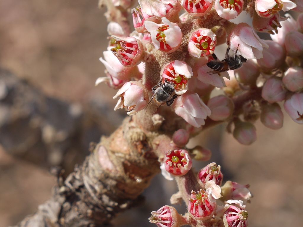 Bees Plant Hub Indian Frankincense (Boswellia serrata) Live Plant