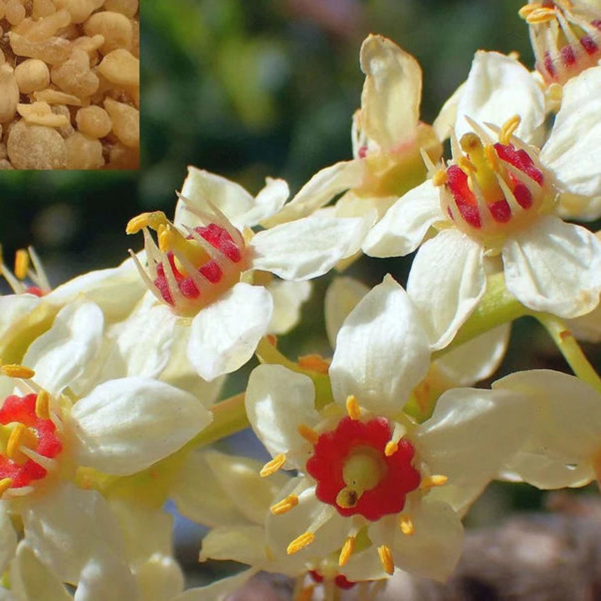 Bees Plant Hub Indian Frankincense (Boswellia serrata) Live Plant