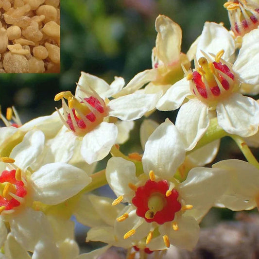 Bees Plant Hub Indian Frankincense (Boswellia serrata) Live Plant