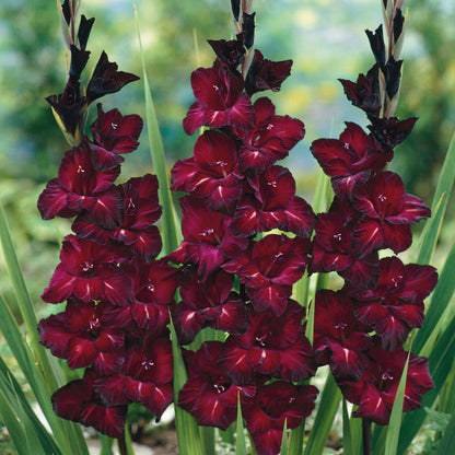 Bees Plant Hub Gladiolus Black Star Flowering Live Plant