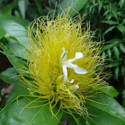 Bees Plant Hub Golden Plume (Schaueria flavicoma) Flowering Live Plant