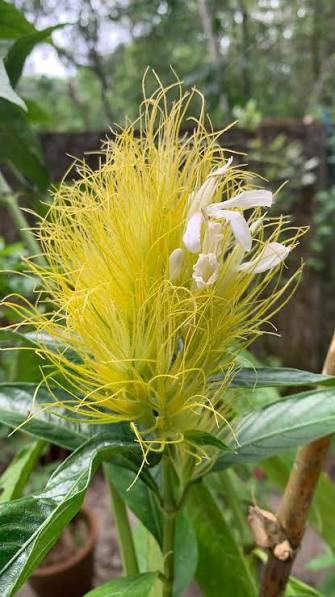 Bees Plant Hub Golden Plume (Schaueria flavicoma) Flowering Live Plant